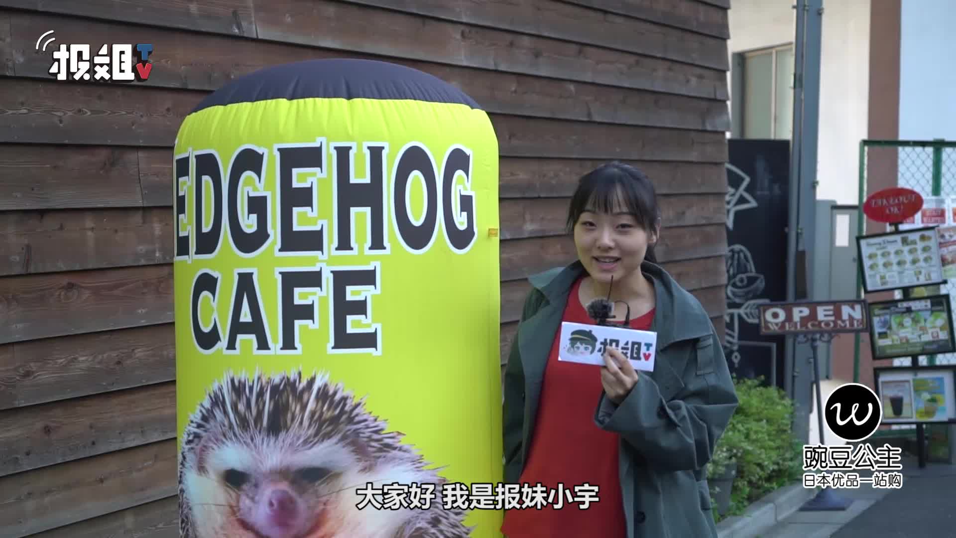 东京篇(7):龙猫刺猬小水獭,和萌宠们一起喝咖啡